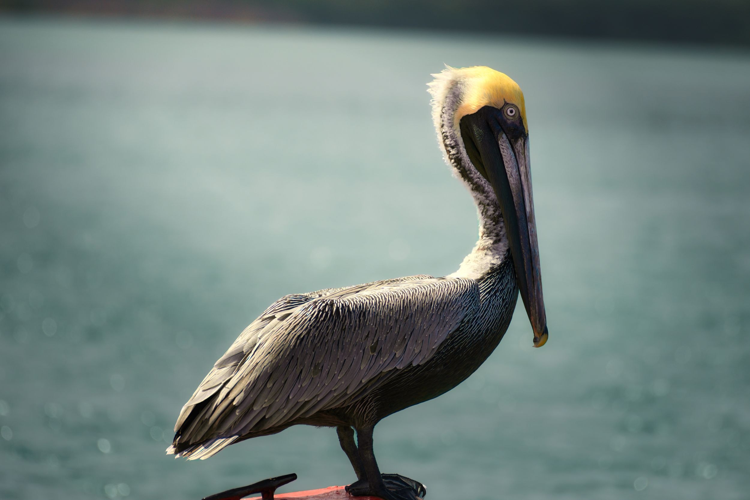 Still Watching — nature photography